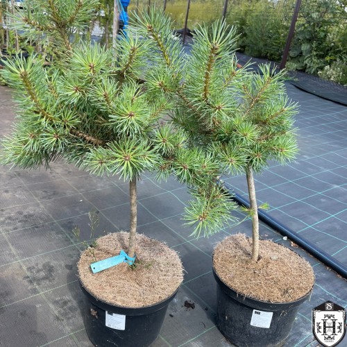 Pinus sylvestris 'Hansu Broom' - Harilik mänd 'Hansu Broom' C5/5L